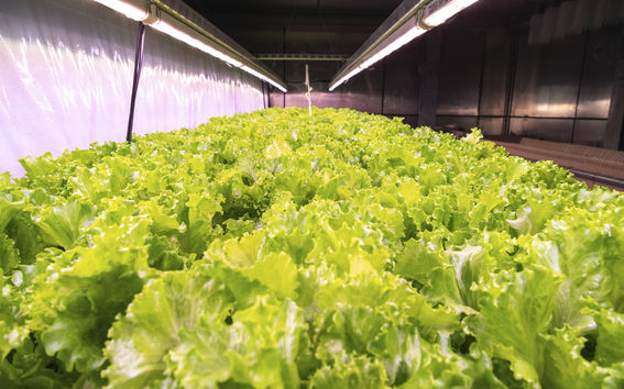 Salad growing in the wooden greenhouse developed by Pasi Herranen from Aalto University