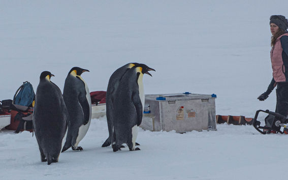 Weddelinmeri. Kuva Jukka Tuhkuri 2023