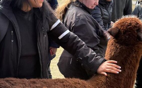 Student with alpaca