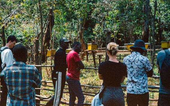 Group of people standing outside of a fenced apiary with beehives observing the bees.