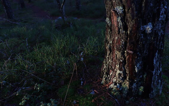 A close-up photo of a tree and forest floor in a dim light.