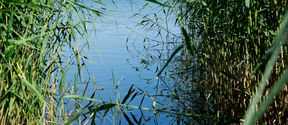 Lake surrounded by tall grass