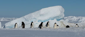 Penguins on ice
