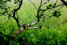 Tree branch arching over tall grass