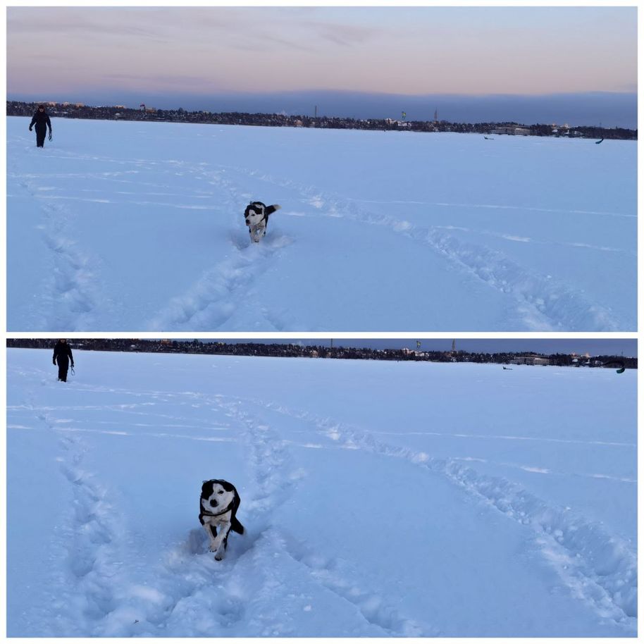 A puppy running from afar delights my day