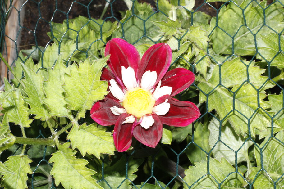 Deep crimson Dahlia in full bloom, surrounded by green leaves