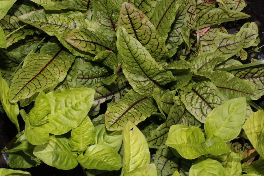 Red Veined Blood sorrel leaves (above), Young Japanese Indigo plants with bright green leaves (below)