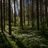 Finnish forest by Eelis Halme