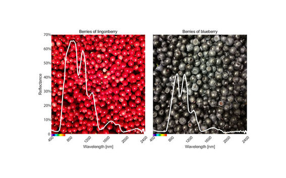 Berries and spectra