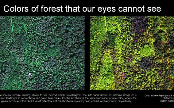 Hyperspectral forest