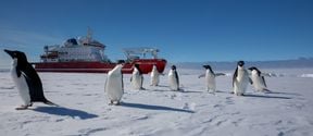 Penguins in front of SA Agulhas II