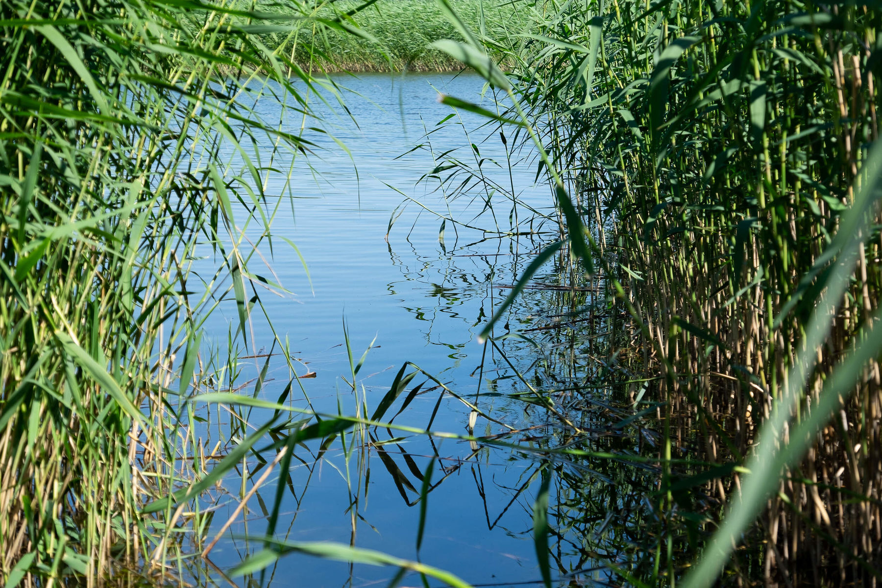 Lake surrounded by tall grass