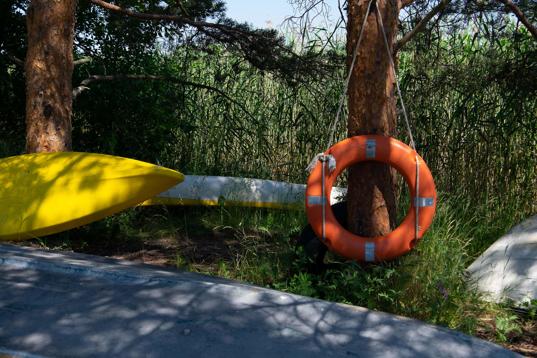 Life-buoy hanging from a tree