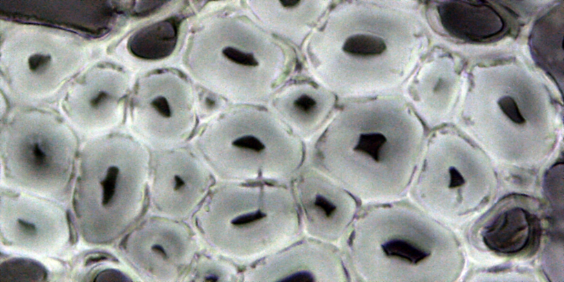 Beech wood cells under a microscope