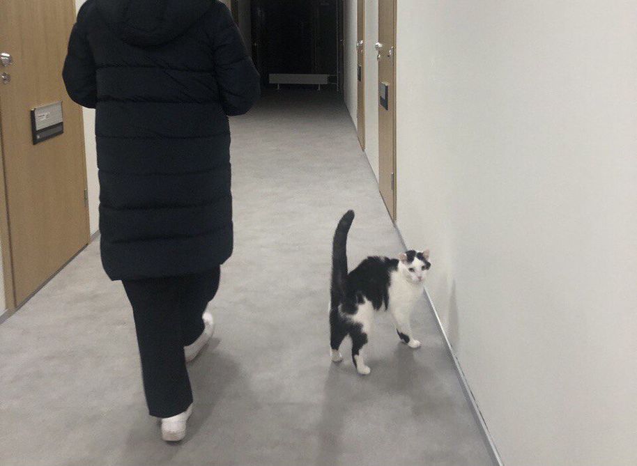 Apartment crawl with a cat